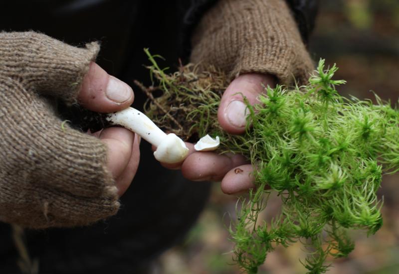 フォンランドの森へ、キノコを採りに｜Mushroom gathering in the forests of Finland