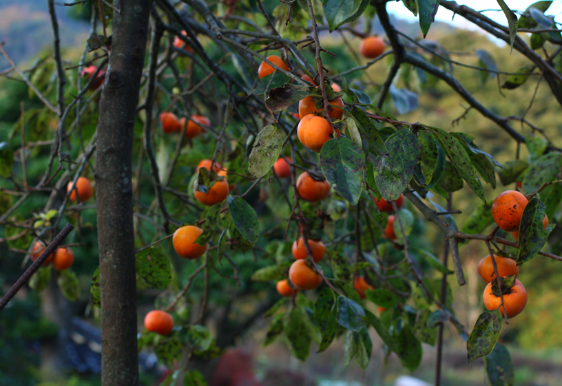 渋柿の渋抜き｜Removing the astringency from persimmons｜eat at home jp
